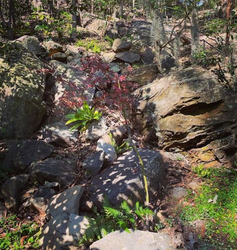 Japanese maple in the rock garden
