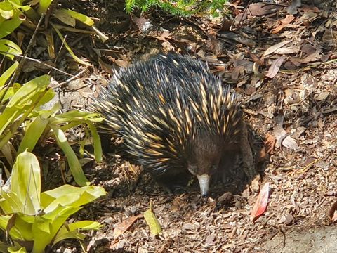 Erik the Echidna (who lives around our garden)