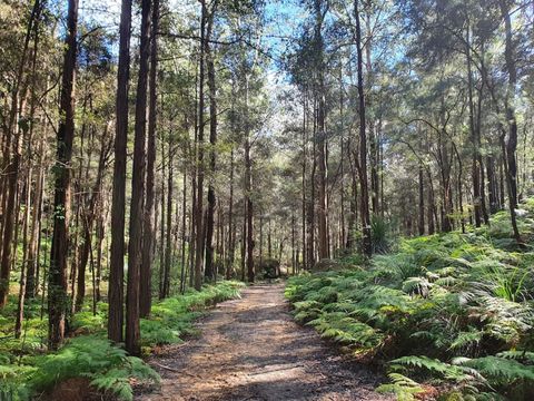 The beautiful Blue Gum walk (also walking distance from our house)