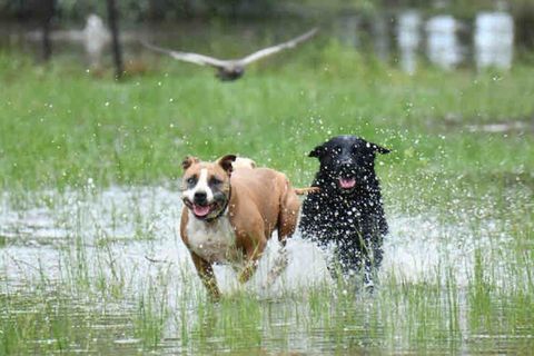 Showing off to guests.